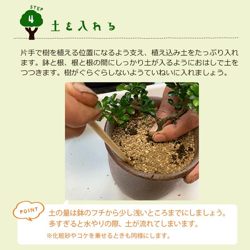 すぐ作れる 苗付き盆栽キット 紅長寿梅 ベニチョウジュバイ チョウジュバイ ちょうじゅばい Bonkit01bankch みどり屋 和草 にこぐさ 通販 Yahoo ショッピング