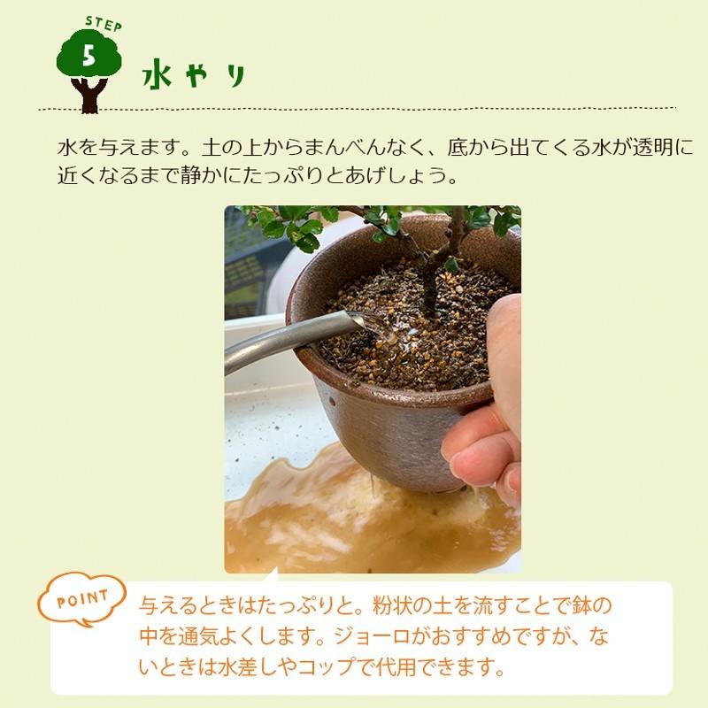 盆栽キット 植え替え用材料 くらま岩鉢 盆栽 作り方つき こけ 盆栽キット 植え替え用材料 くらま岩鉢 盆栽 作り方つき こけ
