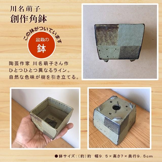 最高級 盆栽作りや盆栽の植え替えにピッタリのキット 川名萌子 創作角鉢 こけ コケ 苔 ぼんさい 盆栽 Aynaelda Com