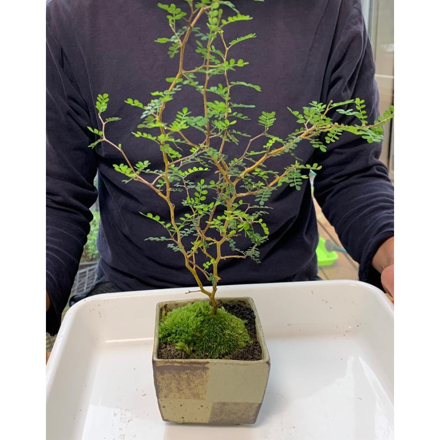 最高級 盆栽作りや盆栽の植え替えにピッタリのキット 川名萌子 創作角鉢 こけ コケ 苔 ぼんさい 盆栽 Aynaelda Com