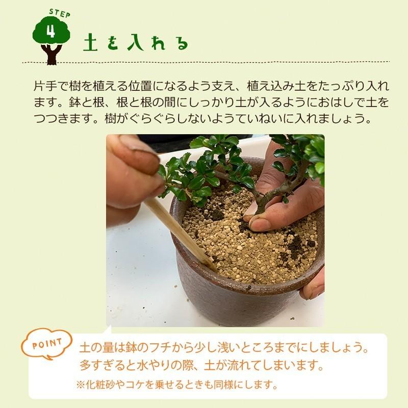 最高級 盆栽作りや盆栽の植え替えにピッタリのキット 川名萌子 創作角鉢 こけ コケ 苔 ぼんさい 盆栽 Aynaelda Com