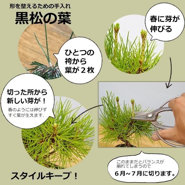 黒松 ストレッチステンカラーコート 黒無地 MAJI【AOKI公式通販】