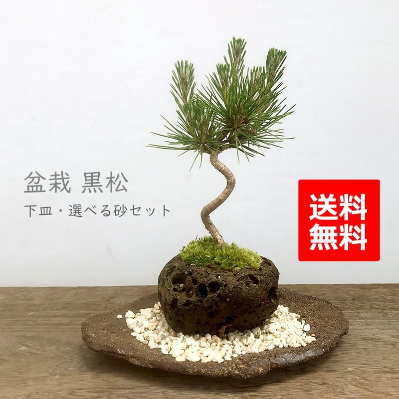 日本を代表 松 盆栽 黒松 くろまつ 軽石鉢 くらま岩器セット 日本を代表 松 盆栽 黒松 くろまつ 軽石鉢 くらま岩器セット