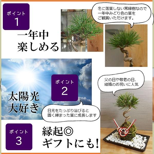 日本を代表する松を盆栽に 黒松 くろまつ の盆栽 軽石鉢 くらま岩器セット クロマツ Bonkurokaru01 みどり屋 和草 にこぐさ 通販 Yahoo ショッピング