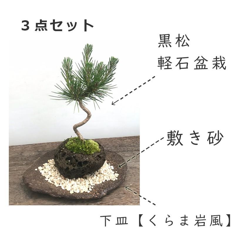 日本を代表する松を盆栽に 黒松 くろまつ の盆栽 軽石鉢 くらま岩器セット クロマツ Bonkurokaru01 みどり屋 和草 にこぐさ 通販 Yahoo ショッピング