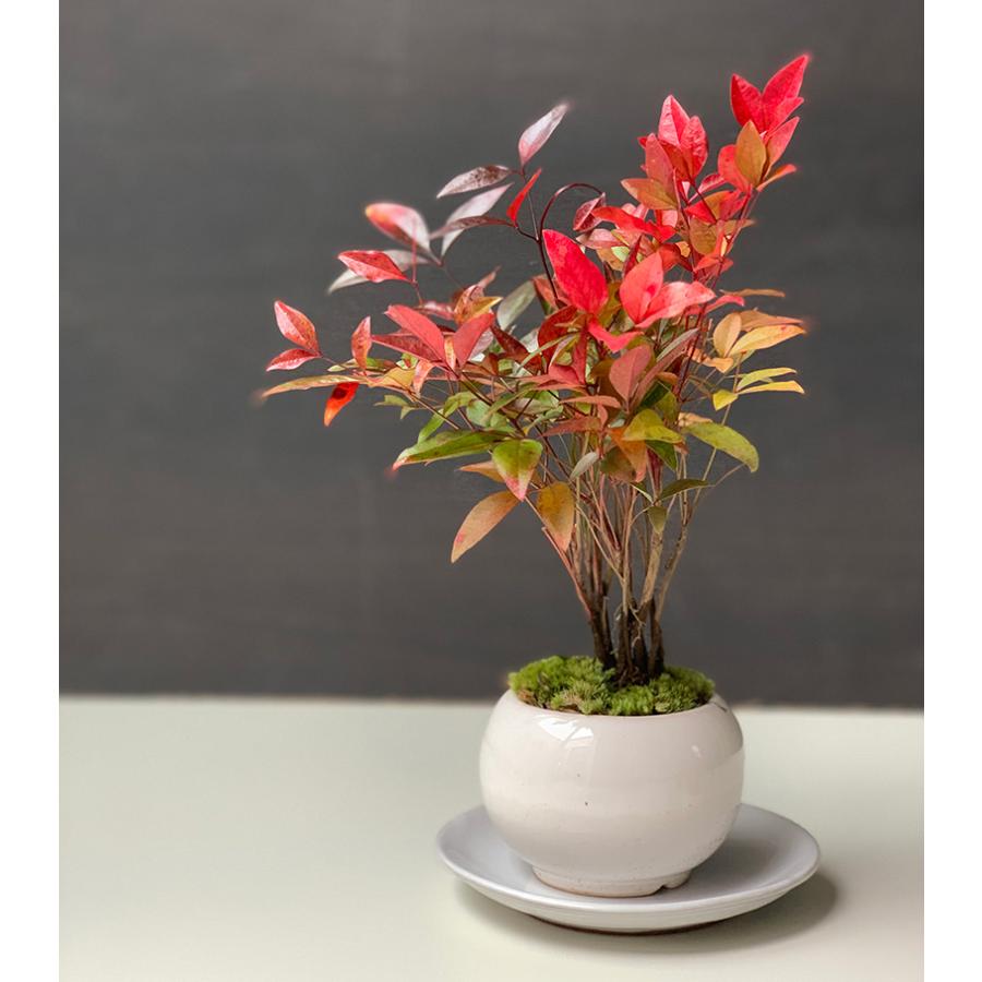 盆栽 いにしえの和をお届けします 南天の盆栽 白鉢 下皿セット ナンテン 縁起物 難を転ずる