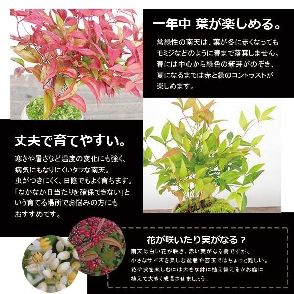 盆栽 おトク いにしえの和をお届けします 南天の盆栽 白鉢 下皿セット 