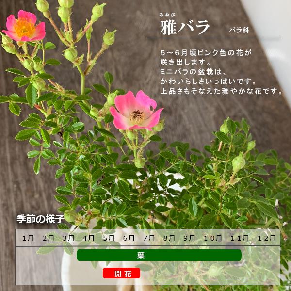 盆栽 ノイバラ 雅 ミヤビバラの盆栽 選べる万古鉢 万古焼 四日市