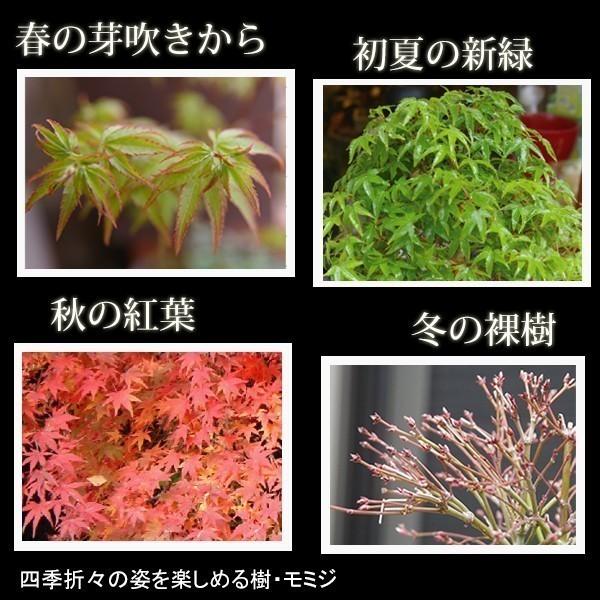 荒皮モミジ 盆栽 古木風 荒皮モミジ 盆栽 古木風