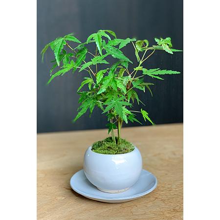 送料無料 山紅葉 ヤマモミジ 盆栽 白陶器鉢 下皿セット モミジ 送料無料 山紅葉 ヤマモミジ 盆栽 白陶器鉢 下皿セット モミジ