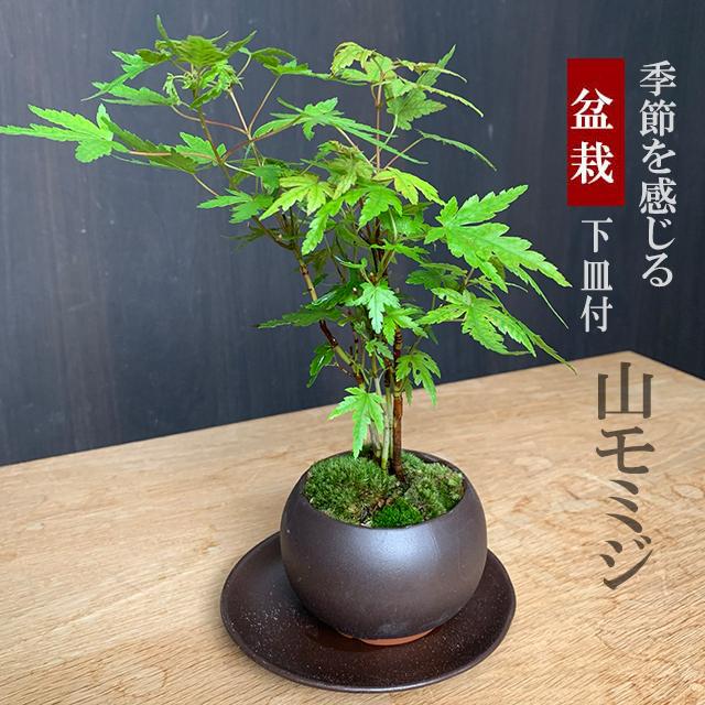 送料無料 山紅葉 ヤマモミジ 盆栽 黒陶器鉢 下皿セット モミジ 送料無料 山紅葉 ヤマモミジ 盆栽 黒陶器鉢 下皿セット モミジ
