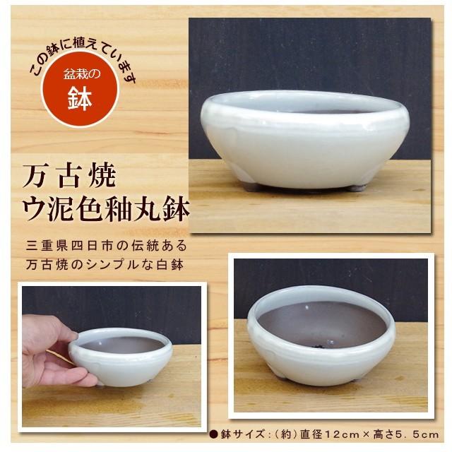 送料無料 盆栽 紅葉 山モミジ 万古焼 白鉢 モミジ もみじ ぼん