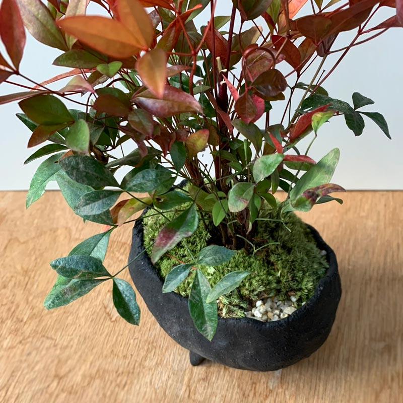 盆栽 南天 真山茜 炭化焼締鉢 ナンテン 縁起物 難を転ずる