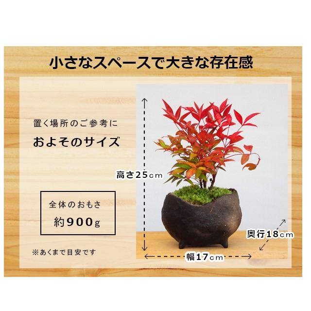 盆栽 南天 真山茜 炭化焼締鉢 ナンテン 縁起物 難を転ずる なんてん