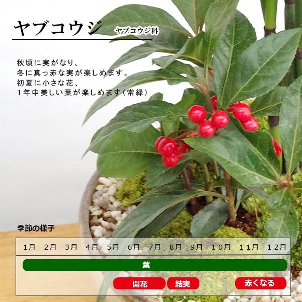 盆栽 実がなる ヤブコウジ 十両 盆栽鉢 真山茜 やぶこうじ ぼんさい