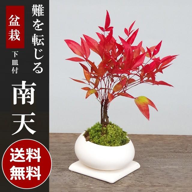 盆栽 いにしえの和をお届けします 南天の盆栽 白鉢 下皿セット ナンテン 縁起物 難を転ずる Bonsai1916 みどり屋 和草 にこぐさ 通販 Yahoo ショッピング