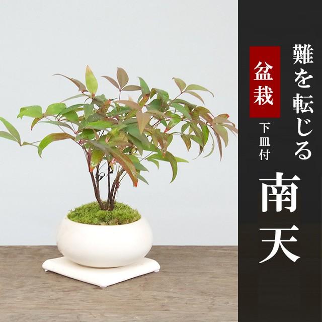 盆栽 いにしえの和をお届けします 南天の盆栽 白鉢 下皿セット ナンテン 縁起物 難を転ずる Bonsai1916 みどり屋 和草 にこぐさ 通販 Yahoo ショッピング