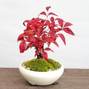 盆栽 南天 万古焼 鉄鉢 白 ナンテン 縁起物 難を転ずる なんてん ぼん