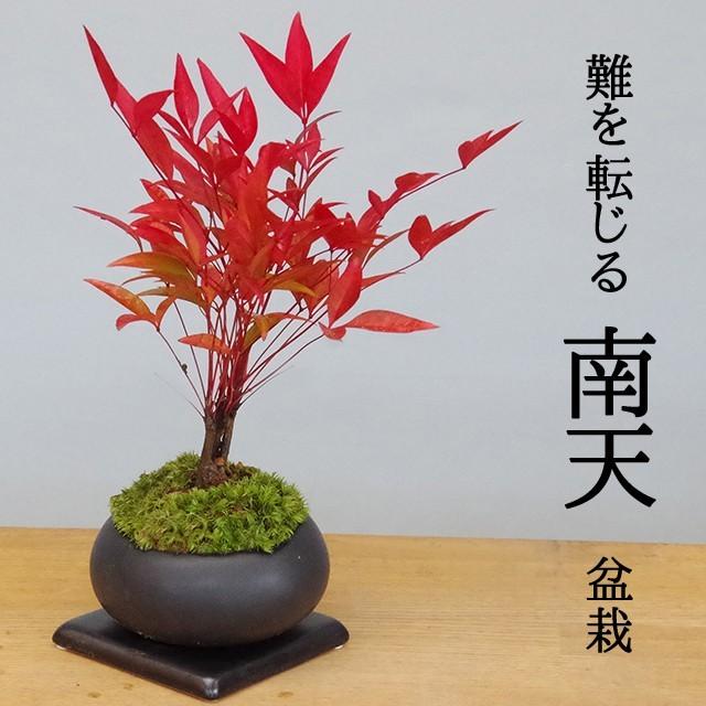 盆栽 いにしえの和をお届けします 南天の盆栽 黒鉢 下皿セット ナンテン 縁起物 難を転ずる Bonsai1923 みどり屋 和草 にこぐさ 通販 Yahoo ショッピング