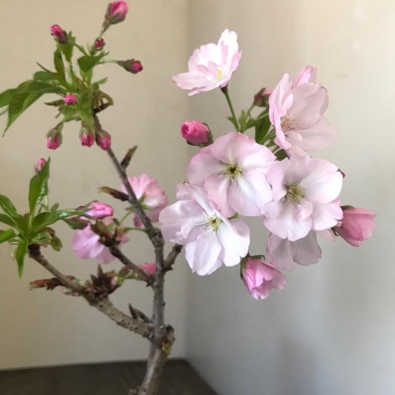 送料無料 桜の盆栽 旭山桜 あさひやまさくら の盆栽 くらま鉢 さくら サクラ Bonsai411send みどり屋 和草 にこぐさ 通販 Yahoo ショッピング