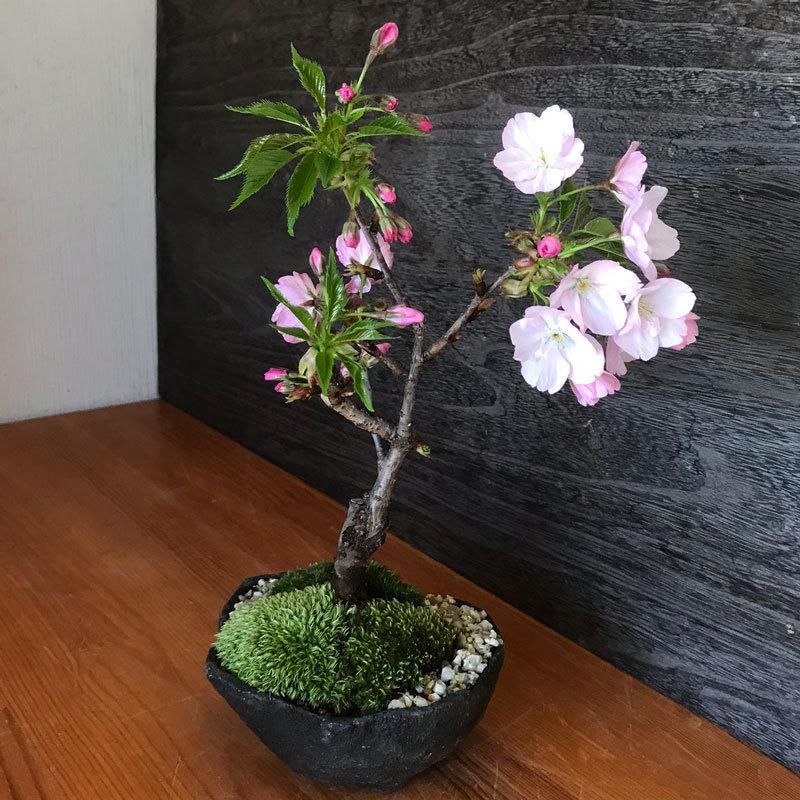 送料無料 桜の盆栽 旭山桜 あさひやまさくら の盆栽 くらま鉢 さくら サクラ Bonsai411send みどり屋 和草 にこぐさ 通販 Yahoo ショッピング
