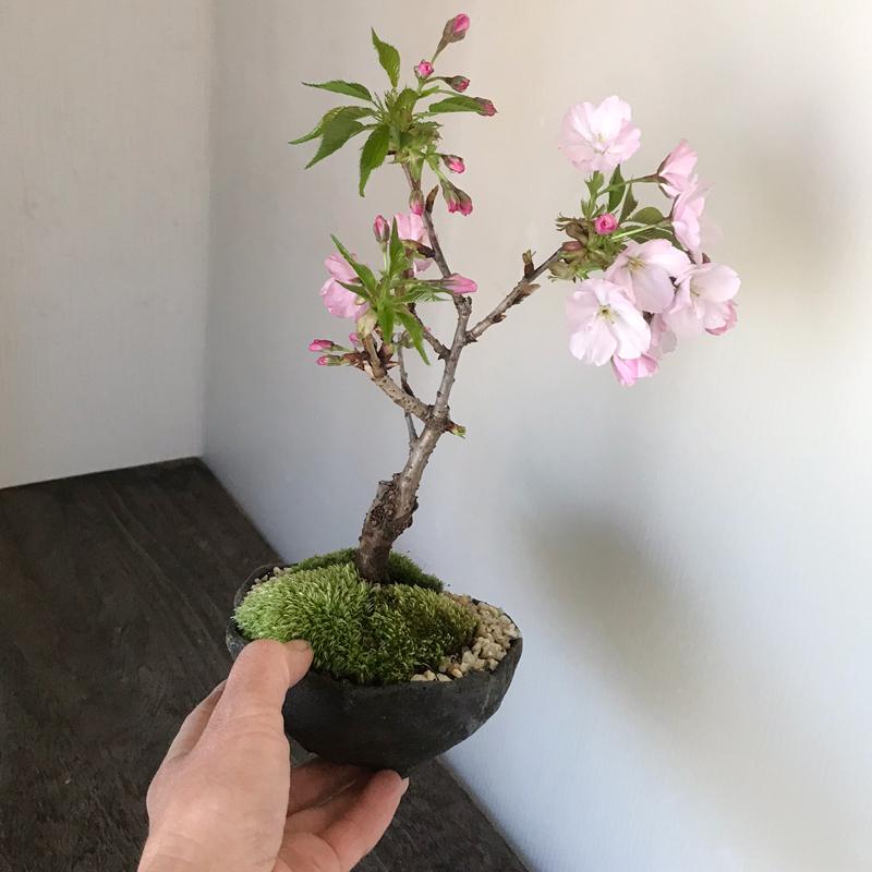 送料無料 桜の盆栽 旭山桜 あさひやまさくら の盆栽 くらま鉢 さくら サクラ Bonsai411send みどり屋 和草 にこぐさ 通販 Yahoo ショッピング