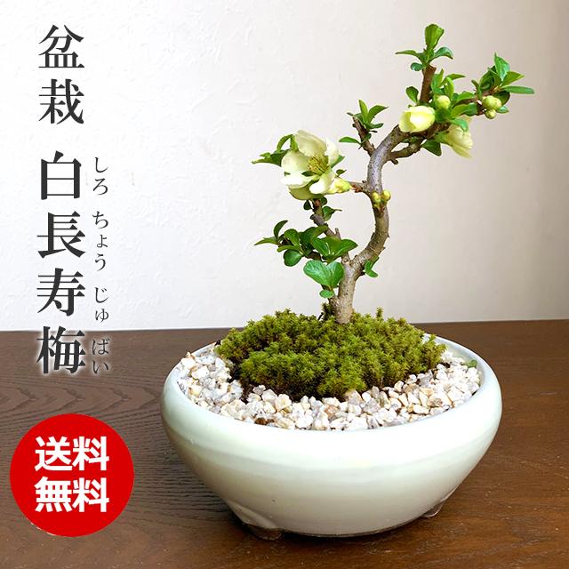 現在花なし 送料無料 盆栽 白長寿梅 しろちょうじゅばい の盆栽 万古焼白鉢