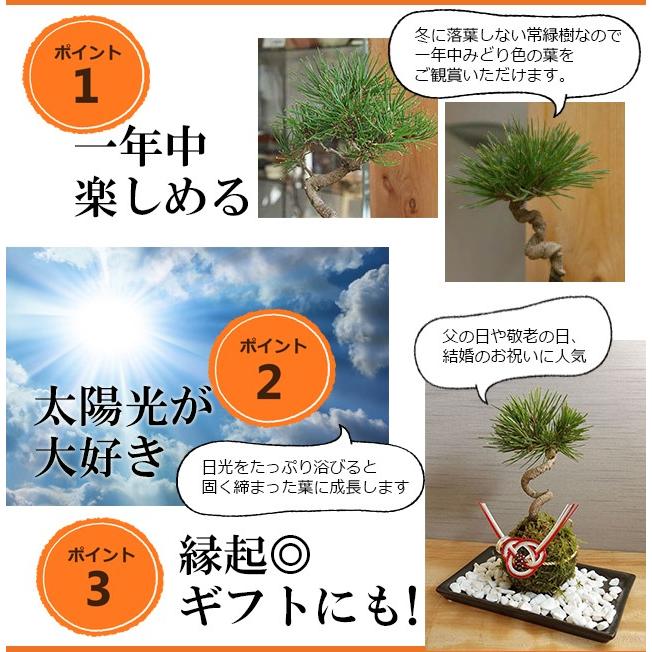 黒松 盆栽 茶色鉢(引き取りに来れる方限定) 黒松 盆栽 茶色鉢(引き取りに来れる方限定)