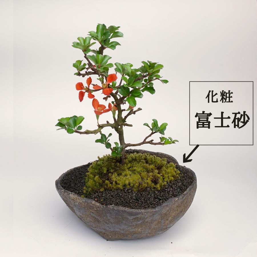 盆栽 紅長寿梅 べにちょうじゅばい くらま鉢 チョウジュバイ 盆栽 紅長寿梅 べにちょうじゅばい くらま鉢 チョウジュバイ