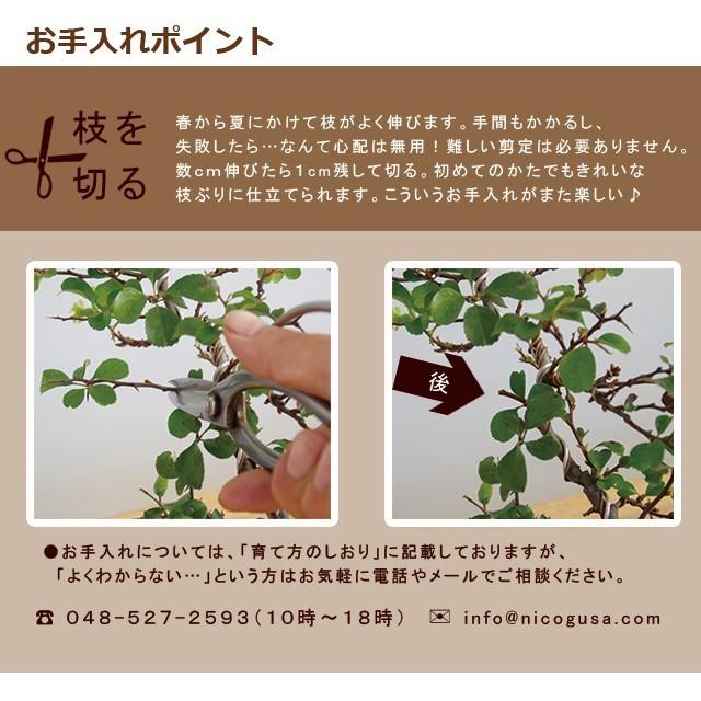 盆栽 紅長寿梅 べにちょうじゅばい くらま鉢 チョウジュバイ 盆栽 紅長寿梅 べにちょうじゅばい くらま鉢 チョウジュバイ