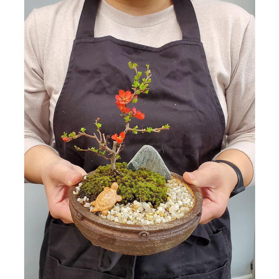盆栽 長寿梅 紅花 紅長寿梅 亀付き 紅長寿梅の盆栽 信楽茶鉢 花 盆栽 長寿梅 紅花 紅長寿梅 亀付き 紅長寿梅の盆栽 信楽茶鉢 花