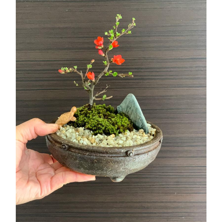 盆栽 長寿梅 紅花 紅長寿梅 亀付き 紅長寿梅の盆栽 信楽茶鉢 花 盆栽 長寿梅 紅花 紅長寿梅 亀付き 紅長寿梅の盆栽 信楽茶鉢 花