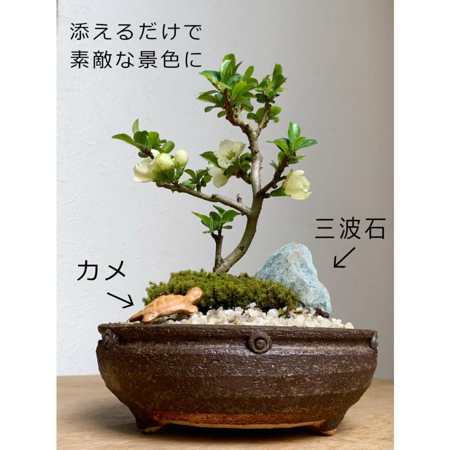盆栽 長寿梅 白花 白長寿梅 亀付き 白長寿梅の盆栽 信楽茶鉢 花 盆栽 長寿梅 白花 白長寿梅 亀付き 白長寿梅の盆栽 信楽茶鉢 花