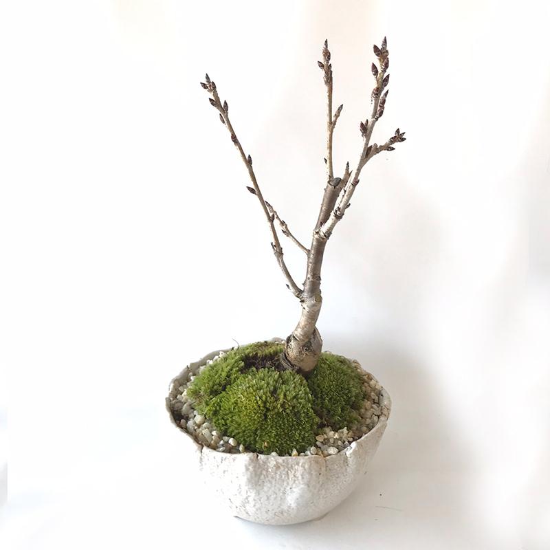 開花終了 盆栽 サクランボ 鉢を選べる 花を愛で実をたのしめるさくらんぼ 萬古焼 丸深鉢 四日市 鉢 桜桃 送料無料 家でサクランボ狩り Bonsai916wb みどり屋 和草 にこぐさ 通販 Yahoo ショッピング