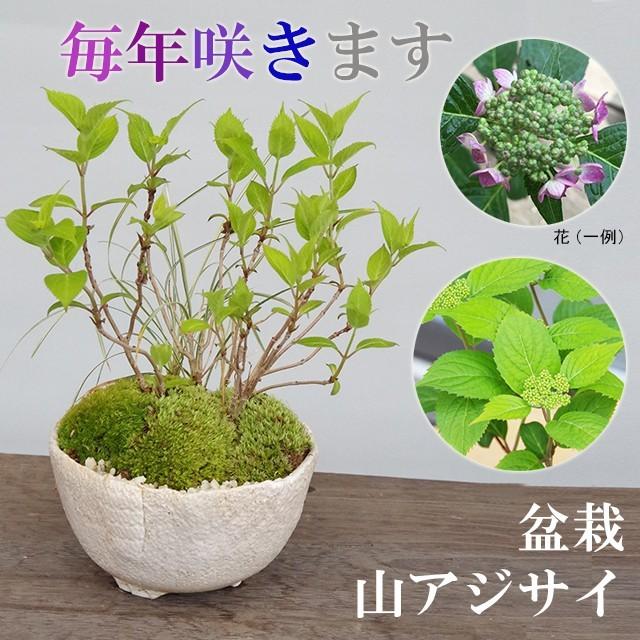 2026年開花終了 送料無料 花が咲く あじさい 山紫陽花 寄せ植え 盆栽