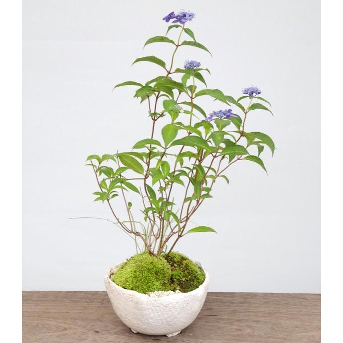 2026年開花終了 送料無料 花が咲く あじさい 山紫陽花 寄せ植え 盆栽