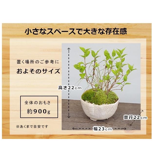 2026年開花終了 送料無料 花が咲く あじさい 山紫陽花 寄せ植え 盆栽