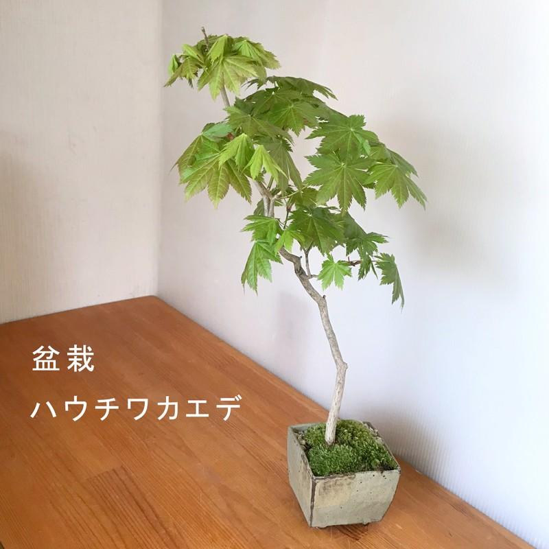 盆栽 紅葉 ハウチワカエデの盆栽 Bonsai 送料無料 Bonsaikaed001 みどり屋 和草 にこぐさ 通販 Yahoo ショッピング