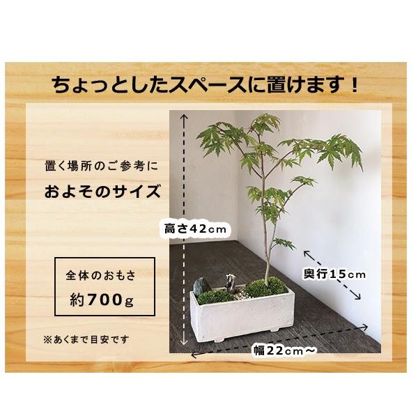 【引取り限定】 盆栽 ヤマモミジ 送料無料 山紅葉 ヤマモミジ 盆栽 白陶器鉢 下皿セット モミジ