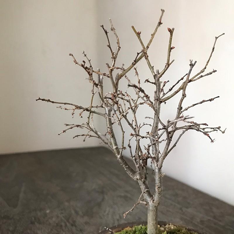 本ケヤキ　実生40年 本ケヤキ 実生40年