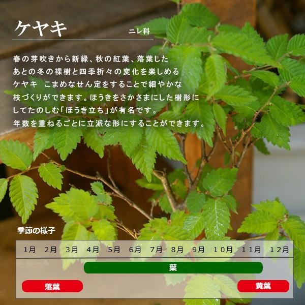 送料無料 盆栽 ケヤキ 四季折々 変化を楽しめる 本ケヤキ 母の日 父の