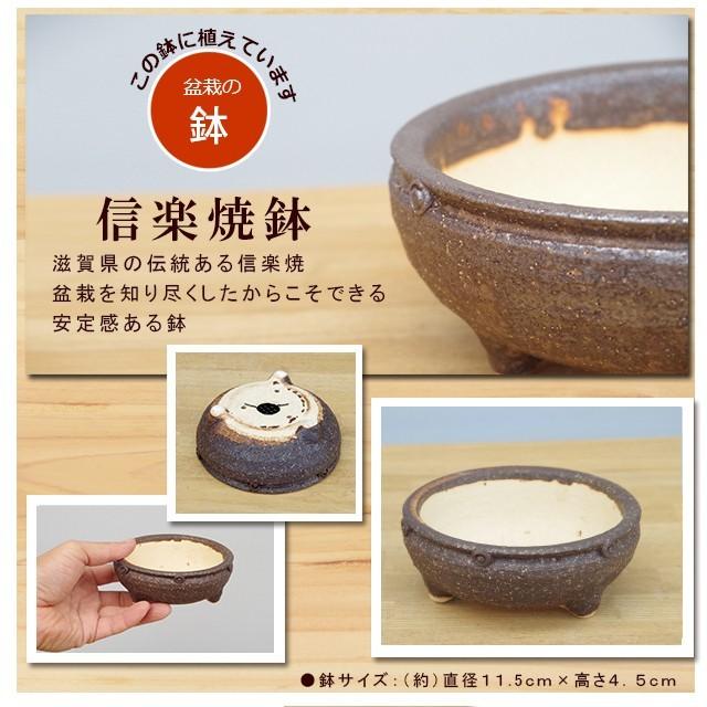 ケヤキ花台 丸大 楽天市場】欅 花台の通販