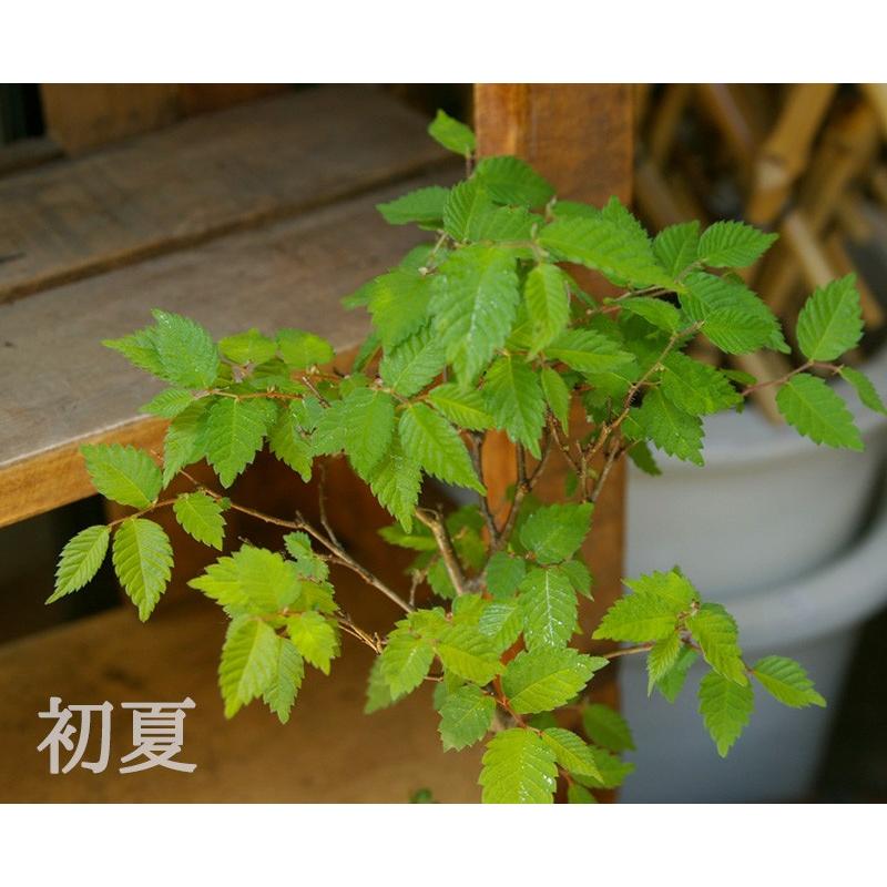 送料無料 盆栽 ケヤキ 四季折々 変化を楽しめる 本ケヤキ 母の日