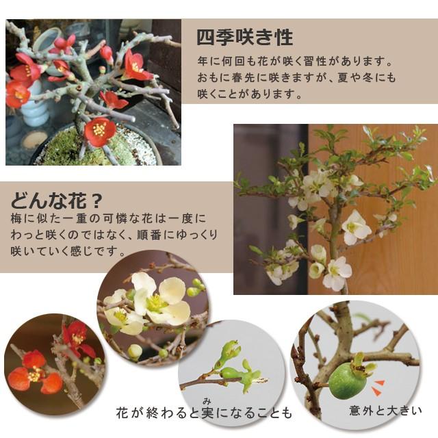 盆栽 紅白 チョウジュバイ 贈り物 縁起盆栽 紅白長寿梅 コウハクチョウ