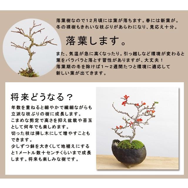 盆栽 紅白 チョウジュバイ 贈り物 縁起盆栽 紅白長寿梅 コウハクチョウ