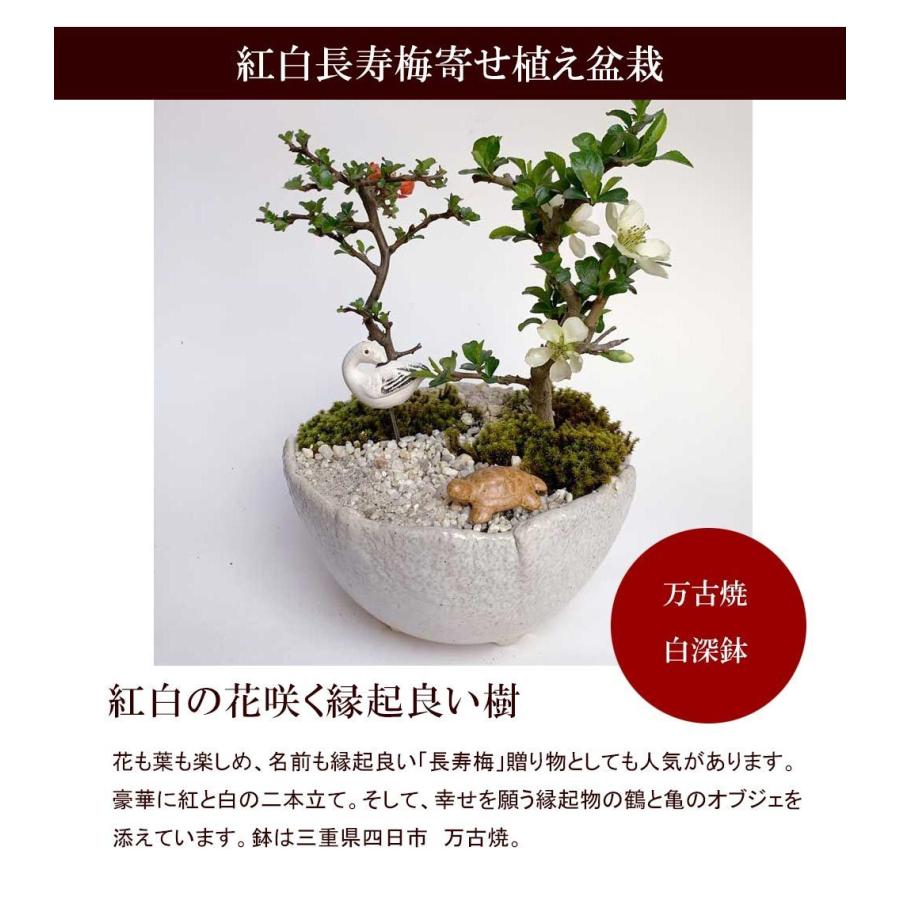 盆栽 紅白 チョウジュバイ 贈り物 縁起盆栽 紅白長寿梅 コウハクチョウ