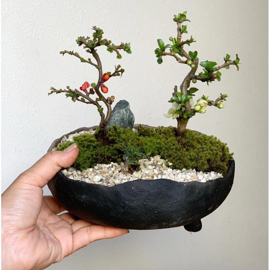 現在花なし ご両親へ感謝を込めて贈る 紅白長寿梅の盆栽 炭化焼締鉢 小粋な風呂敷ラッピング Bonsaikouhakutyouzyubaimayamarap みどり屋 和草 にこぐさ 通販 Yahoo ショッピング