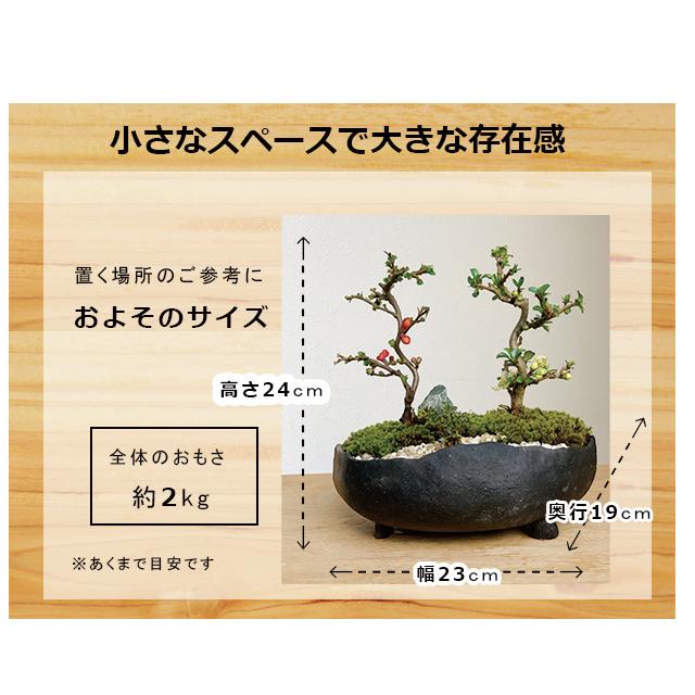 現在花なし ご両親へ感謝を込めて贈る 紅白長寿梅の盆栽 炭化焼締鉢 小粋な風呂敷ラッピング Bonsaikouhakutyouzyubaimayamarap みどり屋 和草 にこぐさ 通販 Yahoo ショッピング