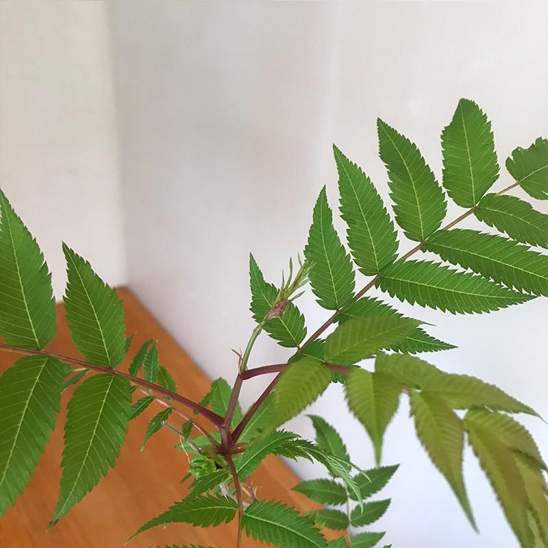 盆栽 ナナカマド 作家 真山茜 炭化焼締鉢 Bonsai 育て方のしおり付 ななかまど Bonsainanak003 みどり屋 和草 にこぐさ 通販 Yahoo ショッピング