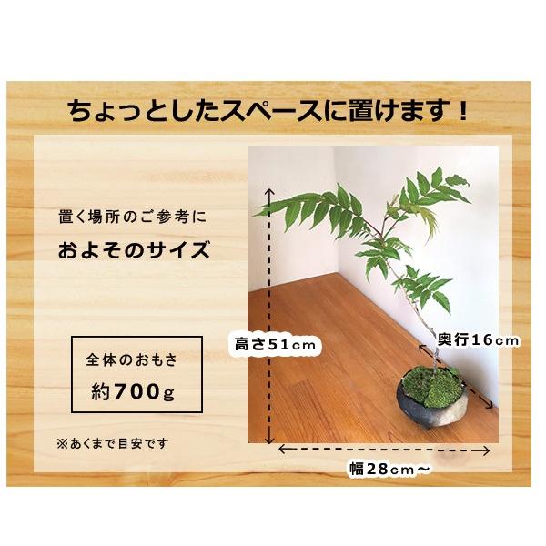盆栽 ナナカマド 作家 真山茜 炭化焼締鉢 Bonsai 育て方のしおり付 ななかまど Bonsainanak003 みどり屋 和草 にこぐさ 通販 Yahoo ショッピング